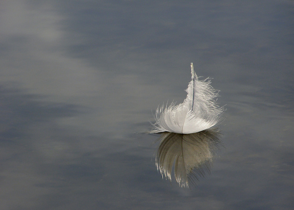 vulnerable-feather-on-lake-vulnerability